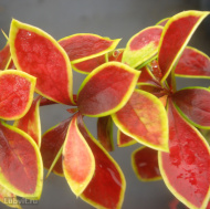 Барбарис Коронита (Coronita) Барбарис Коронита (Coronita)