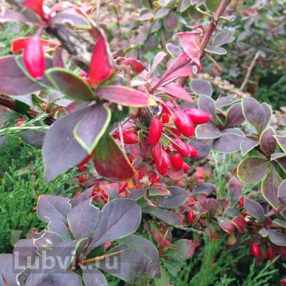 Барбарис Коронита (Coronita) купить с доставкой