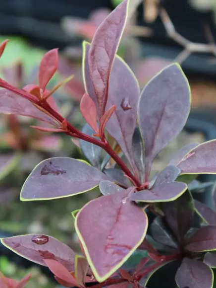 Барбарис Коронита (Coronita) купить с доставкой