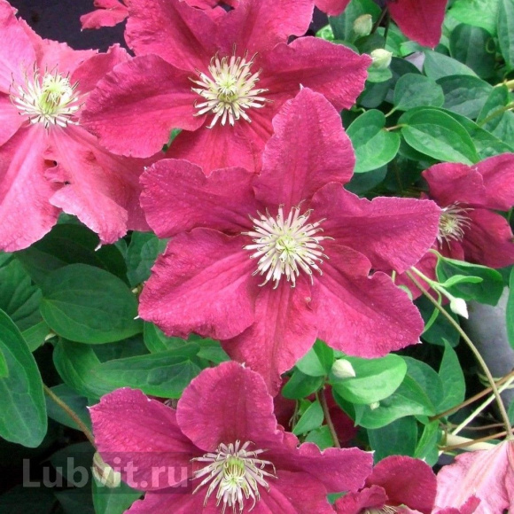 Клематис Эрнест Маркхам (Ernest Markham) купить с доставкой