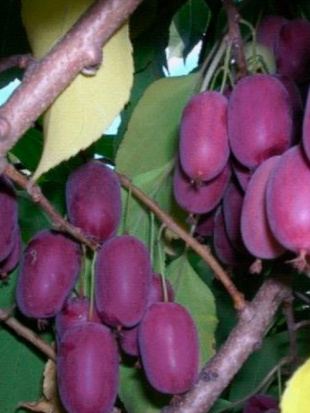 Актинидия Сиреневый туман