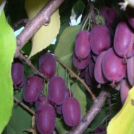 Актинидия Сиреневый туман Актинидия Сиреневый туман