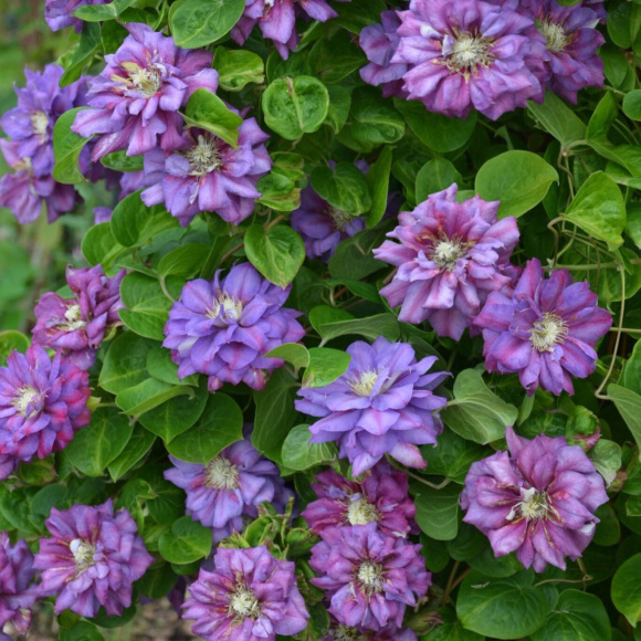 Клематис Королева Бона (Krolowa Bona) купить с доставкой Клематис Королева Бона (Krolowa Bona) купить с доставкой