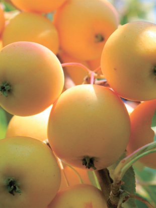 Яблоня Уральское Наливное