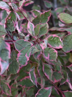 Дерен Миракл (Miracle)