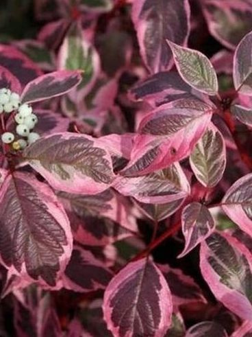 Дерен Миракл (Miracle) купить с доставкой