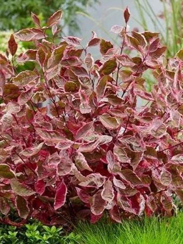 Дерен Миракл (Miracle) купить с доставкой