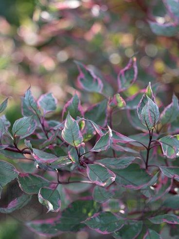 Дерен Миракл (Miracle) купить с доставкой