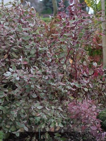 Дерен Миракл (Miracle) купить с доставкой