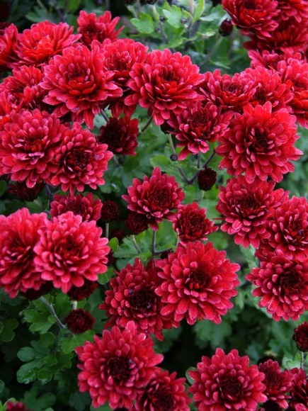 Хризантема мультифлора Бранглори Ред (Branglory Red) купить с доставкой