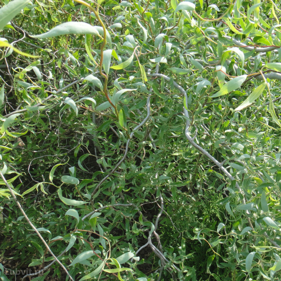 Ива Извилистая купить с доставкой