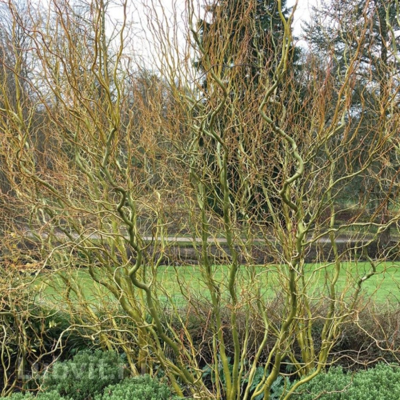Ива Извилистая купить с доставкой