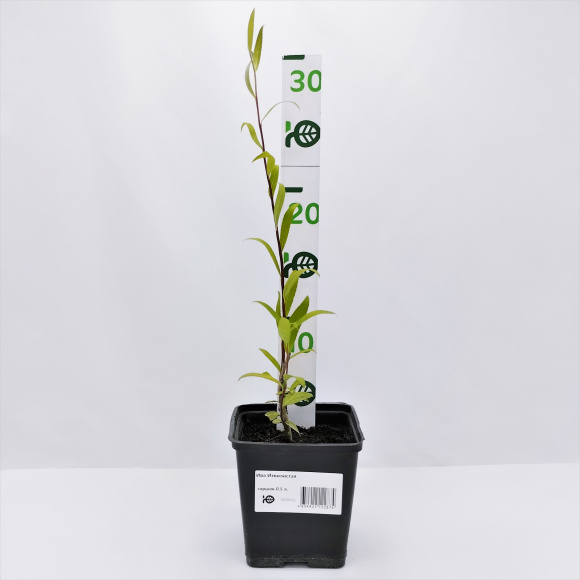 Ива Извилистая купить с доставкой