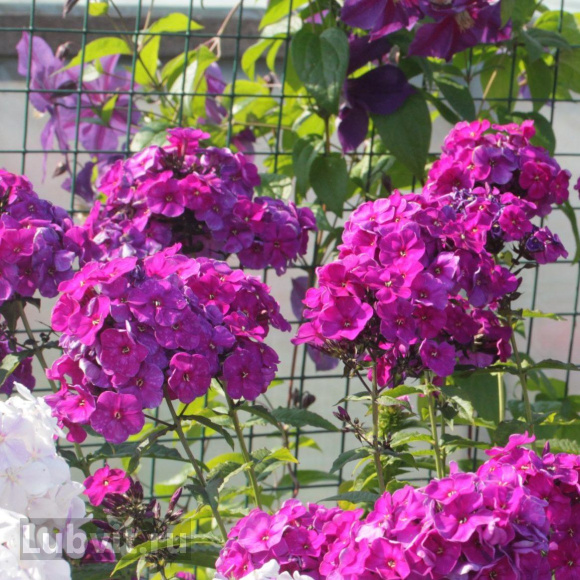 Флокс Тайна купить с доставкой Флокс Тайна купить с доставкой