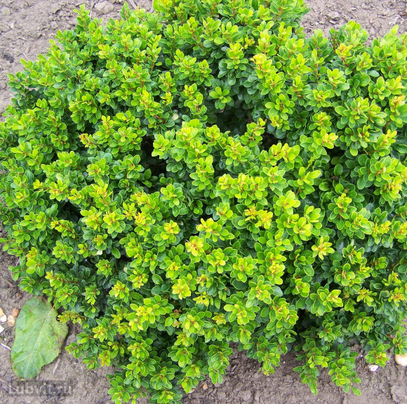 Барбарис Кобольд (Kobold) купить с доставкой