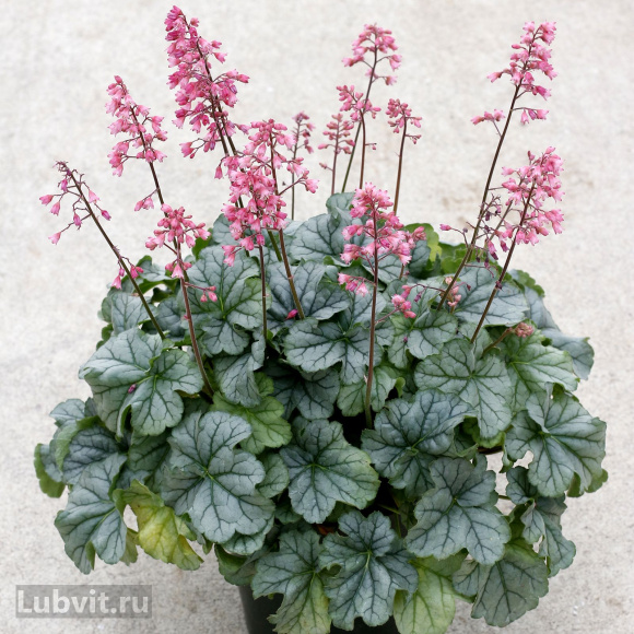 Гейхера Литтл Кьюти Пепперминт (Little Cutie Peppermint) купить с доставкой Гейхера Литтл Кьюти Пепперминт (Little Cutie Peppermint) купить с доставкой