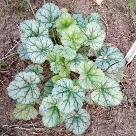 Гейхера Литтл Кьюти Пепперминт (Little Cutie Peppermint) купить с доставкой Гейхера Литтл Кьюти Пепперминт (Little Cutie Peppermint) купить с доставкой