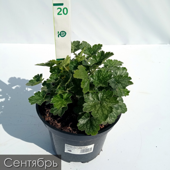 Гейхера Литтл Кьюти Пепперминт (Little Cutie Peppermint) купить с доставкой Гейхера Литтл Кьюти Пепперминт (Little Cutie Peppermint) купить с доставкой