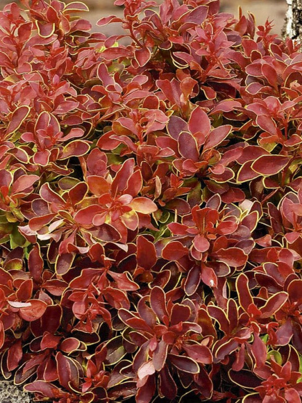 Барбарис Адмирейшн (Admiration) купить с доставкой