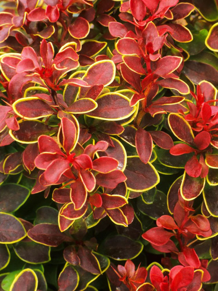 Барбарис Адмирейшн (Admiration) купить с доставкой