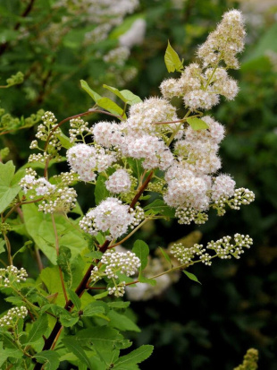 Спирея белая Алликко (Allikko)