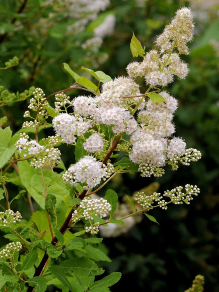 Спирея белая Алликко (Allikko) купить с доставкой