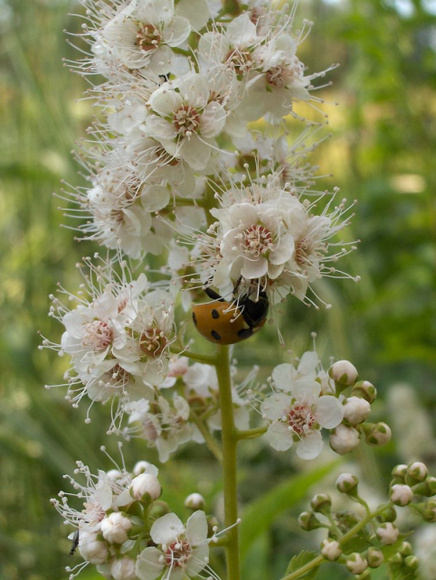 Спирея белая Алликко (Allikko) купить с доставкой