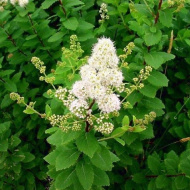 Спирея белая Алликко (Allikko) Спирея белая Алликко (Allikko)