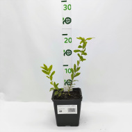 Спирея белая Алликко (Allikko)