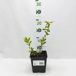 Спирея белая Алликко (Allikko)