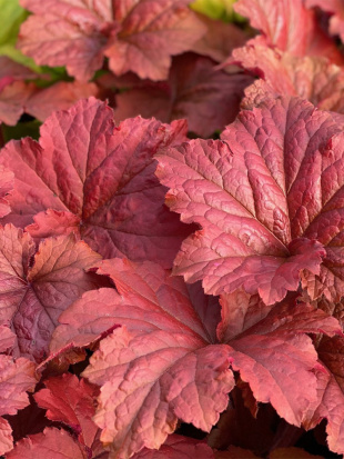 Гейхера Кровавый Динозавр (Bloody Dinosaur)