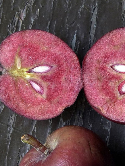 Яблоня Недзвецкого купить с доставкой