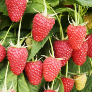 Малина Патриция