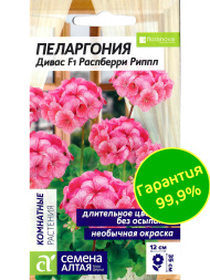 Пеларгония Дивас Распберри Риппл [Семена алтая]