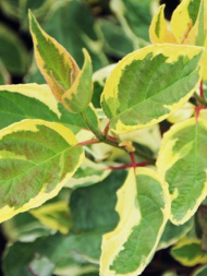 Дерен Крим Крекер (Cream Cracker)