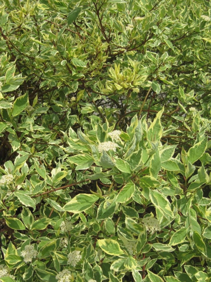 Дерен Крим Крекер (Cream Cracker) купить с доставкой Дерен Крим Крекер (Cream Cracker) купить с доставкой