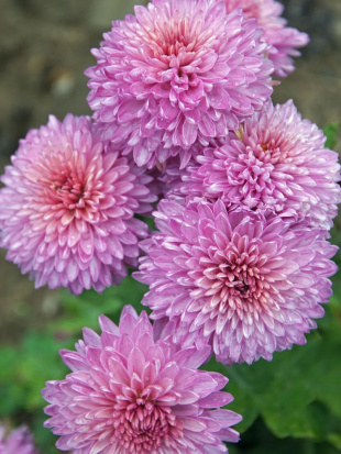 Хризантема корейская Окишор (Okishor)