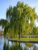 Ива росистая (Salix rorida)