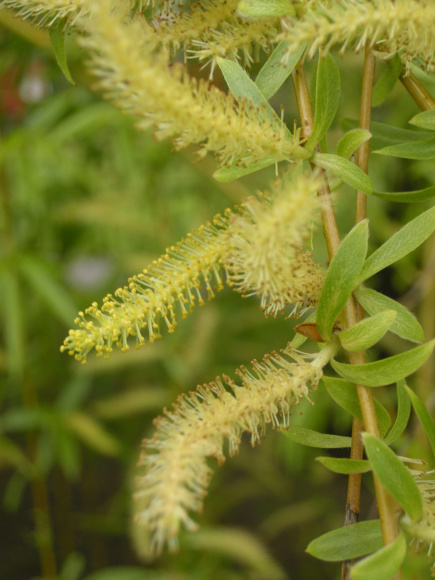 Ива росистая (Salix rorida) купить с доставкой