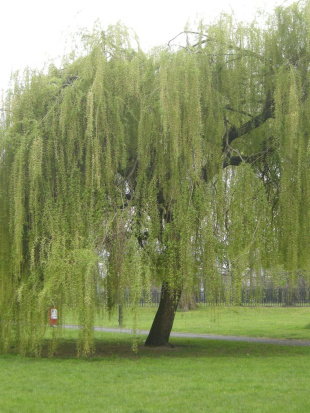 Ива росистая (Salix rorida)
