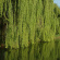 Ива росистая (Salix rorida) купить с доставкой
