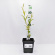 Ива росистая (Salix rorida) купить с доставкой