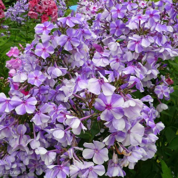 Флокс Гжель купить с доставкой Флокс Гжель купить с доставкой