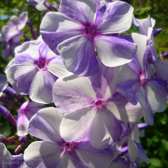 Флокс Гжель купить с доставкой Флокс Гжель купить с доставкой