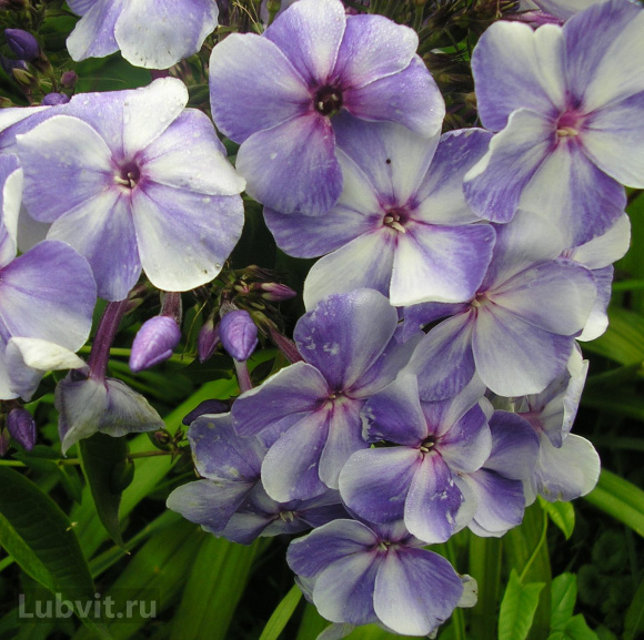 Флокс Гжель купить с доставкой