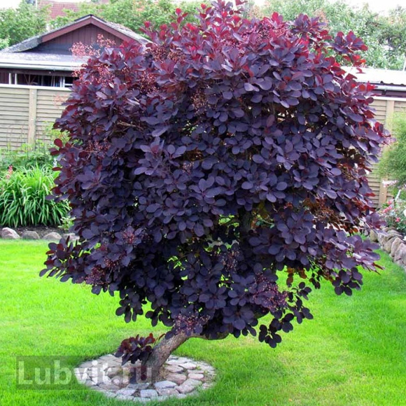 Скумпия Роял Перпл (Royal Purple) купить с доставкой Скумпия Роял Перпл (Royal Purple) купить с доставкой