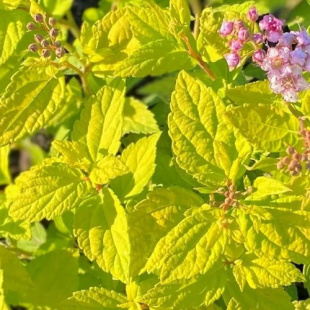 Спирея Голден Карл (Golden Karol)