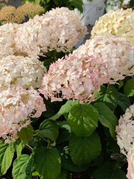 Гортензия Белла Рагацца Бланшетта (Bella Ragazza Blanchetta) древовидная купить с доставкой