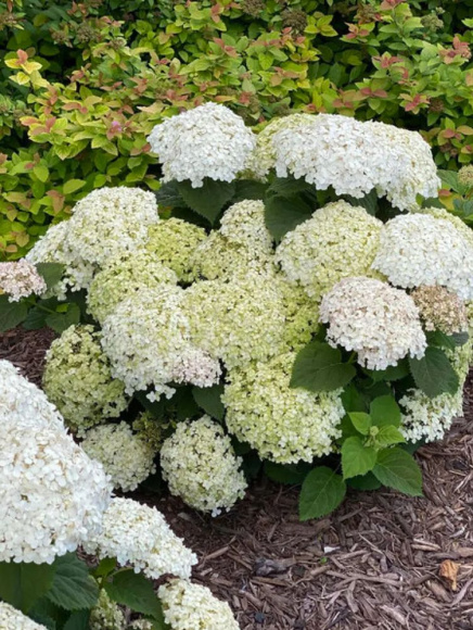 Гортензия Белла Рагацца Бланшетта (Bella Ragazza Blanchetta) древовидная купить с доставкой