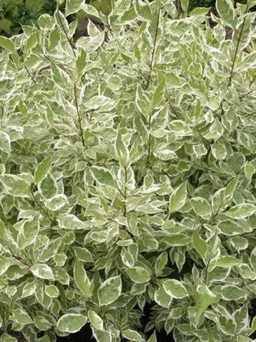 Дерен Айвори Хало (Ivory Halo) купить с доставкой